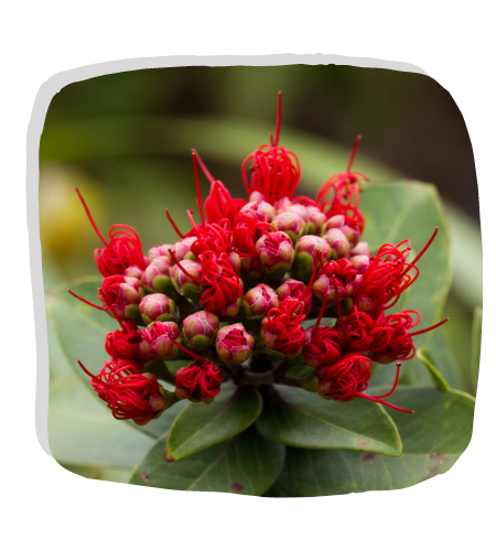 ʻŌhiʻa Lehua Initiative